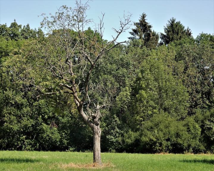 Forsthaus Winterstein